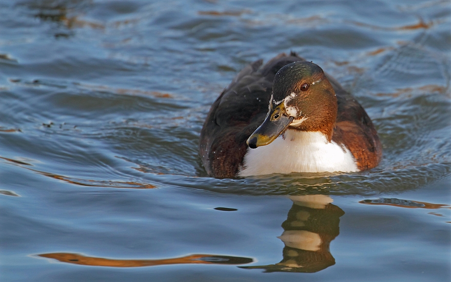 Ist das eine normale Stockente?