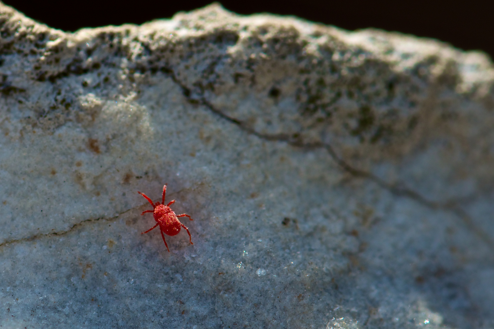 Ist das eine rote Spinnenmilbe?