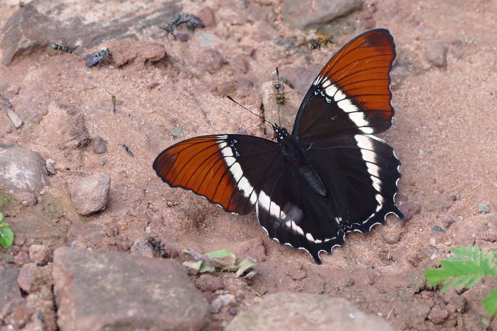 ist DAS eine Schwalbenschwanz Art ? NEIN ! Siproeta epaphus !!!