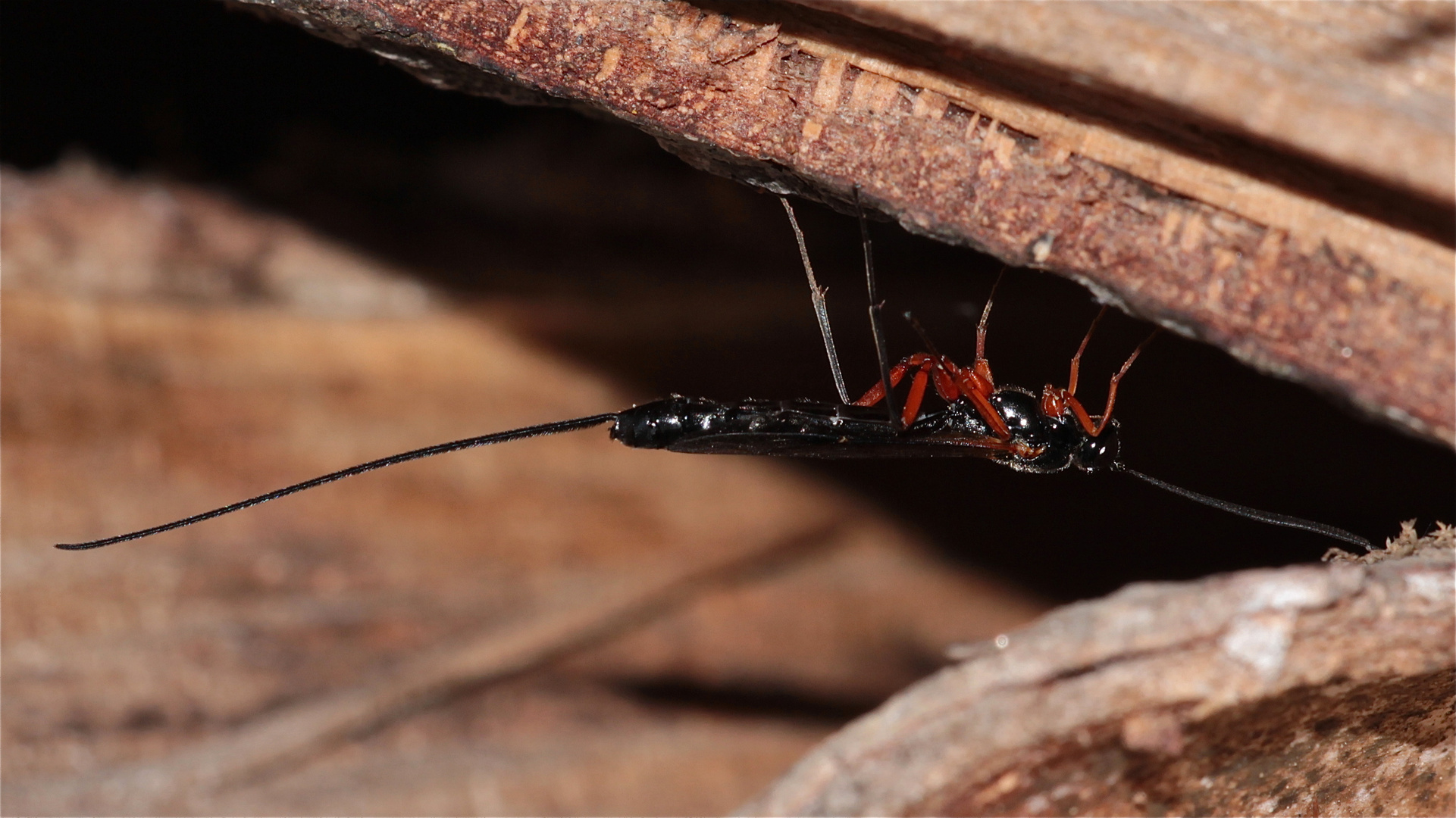 Ist das eine Schwarze Kiefernholzwespe (Xeris spectrum)?