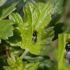 Ist das eine Schwebfliege der Gattung  Cheilosia ???