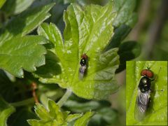 Ist das eine Schwebfliege der Gattung  Cheilosia ???