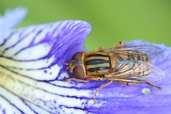 Ist das eine Teichrandschwebfliege?