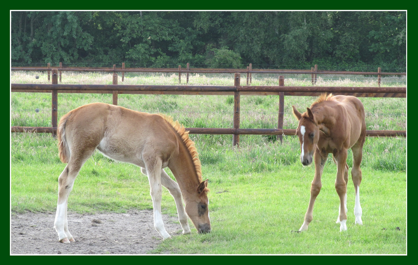 ist das Gras gut ?