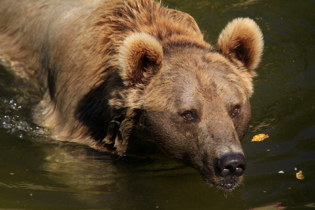 Ist Das Heute Wieder So Warm Foto Bild Tiere Braunbaer