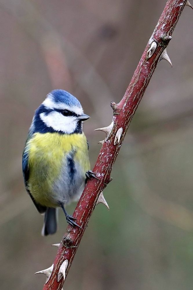 "Ist das jetzt ein 'Dornenvogel"?