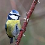 "Ist das jetzt ein 'Dornenvogel"?