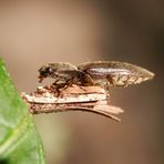 Ist das lecker ! Gelbbrauner Schnellkäfer (Agriotes sputator) zum Dritten