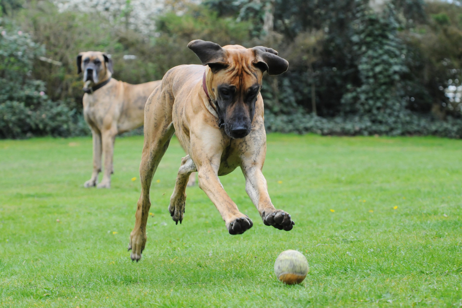 ...ist das nich mein Ball ?