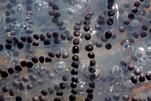 Ist das nicht auch ein Naturkunstwerk?