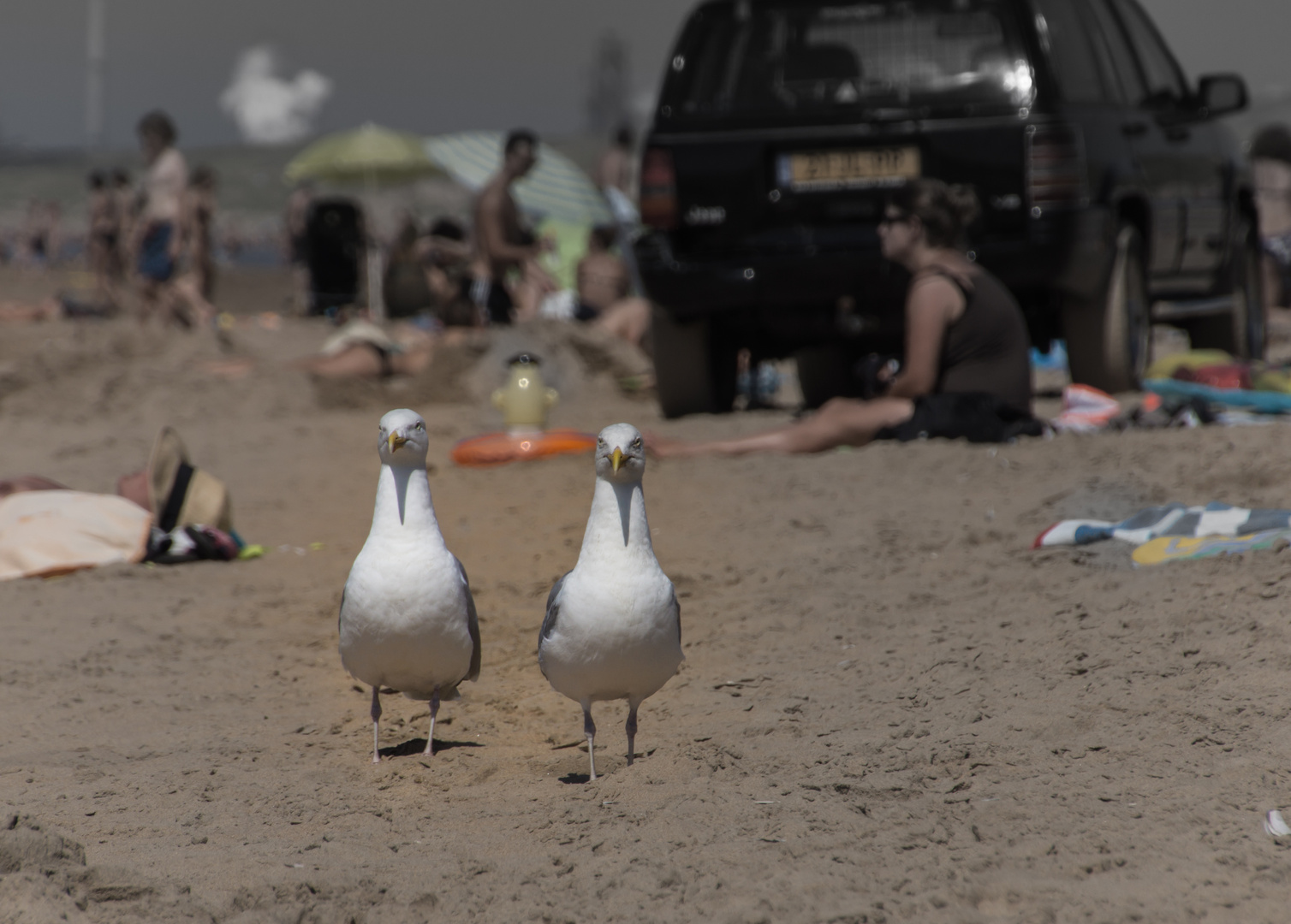 "Ist das nicht eigentlich unser Strand?" - Bloemendaal aan Zee/Niederlande