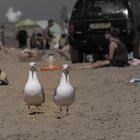 "Ist das nicht eigentlich unser Strand?" - Bloemendaal aan Zee/Niederlande