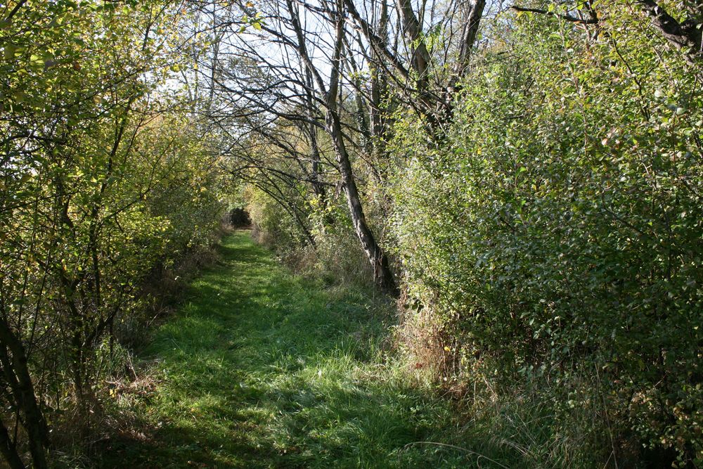 Ist das nicht ein herrlich schattiger Wanderweg, fast wie in einem Laubengang?