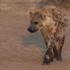 Ist das nicht eine hübsche Hyäne?