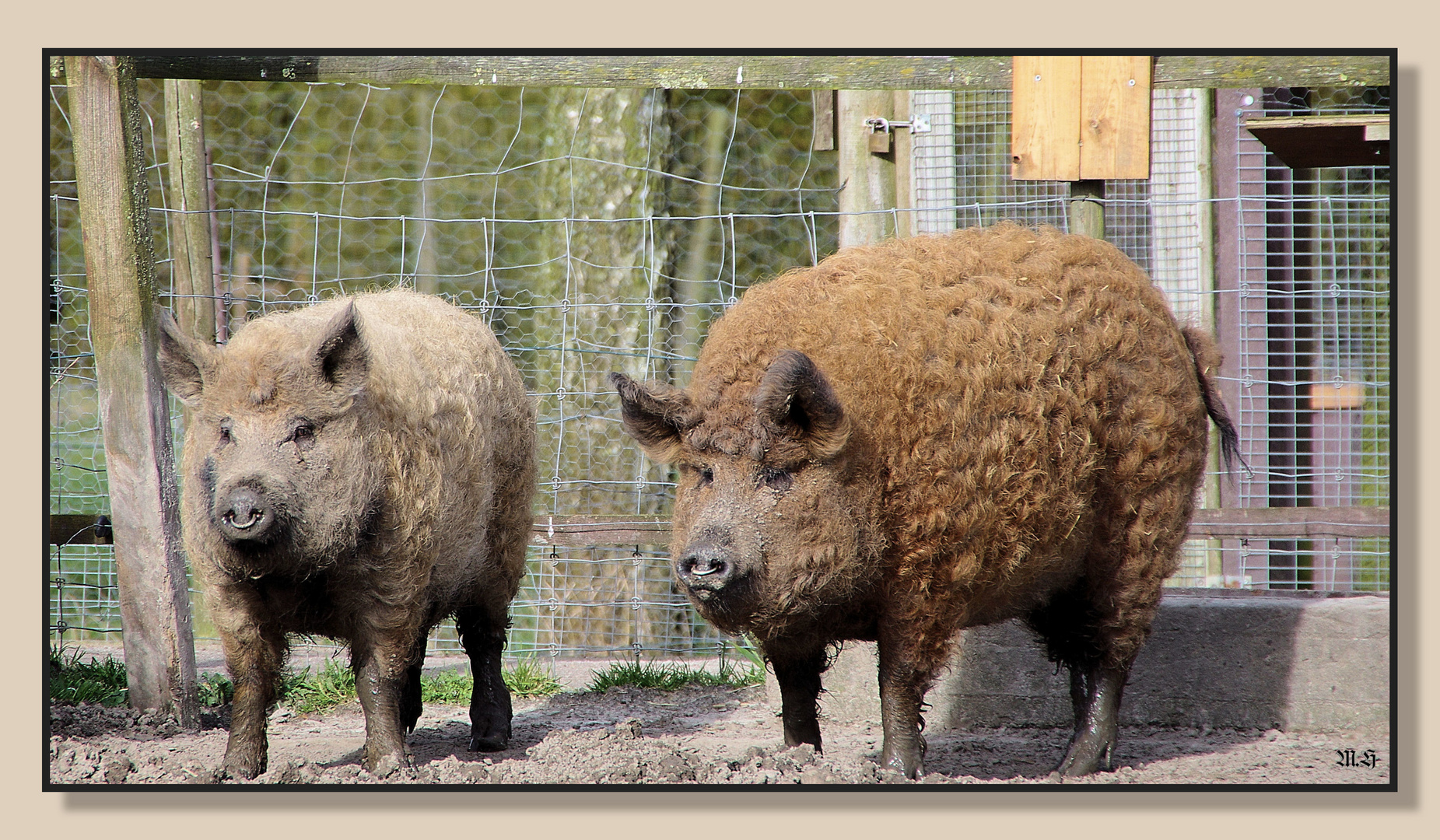 Ist das nicht eine schöne Schweinerei?