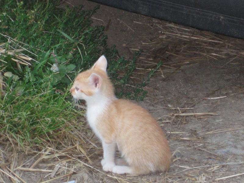 ist das nicht eine süße katze?