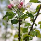 Ist das nicht wunderschöne...eine kleine Blüte