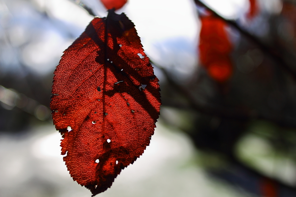 Ist das noch Herbst?