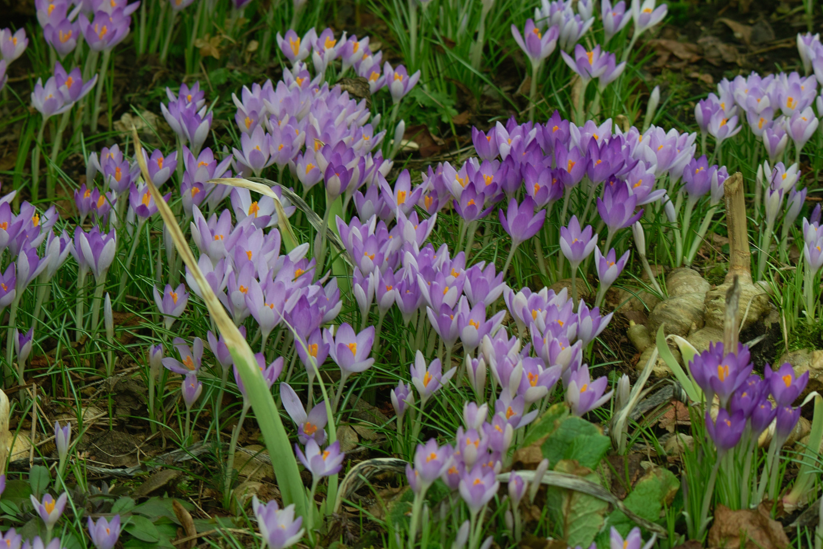 Ist das nun das Frühjahr ? ,12°C -