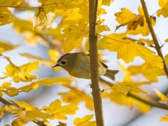 "Ist das nun ein  "HERBST-GOLDHÄHNCHEN"?
