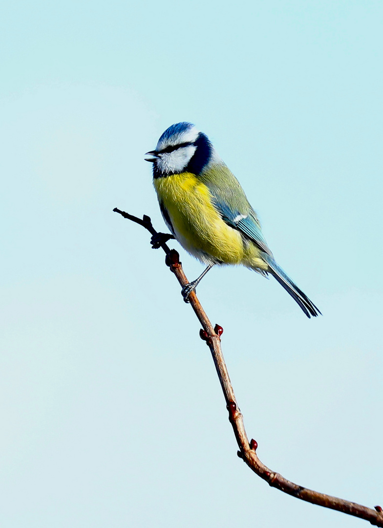 Ist das schon der erste Frühlingsgesang?