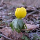 ...ist das schon ein Butterblümchen