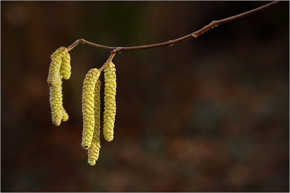 Ist das schon Frühling...?