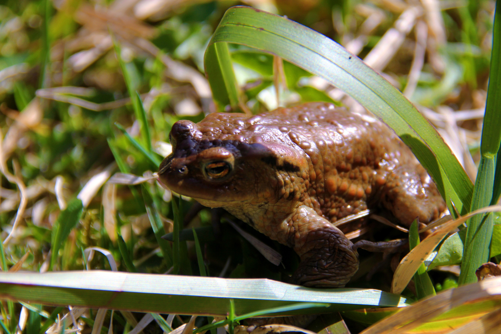 ist das vielleicht der Froschkönig?