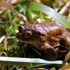 ist das vielleicht der Froschkönig?