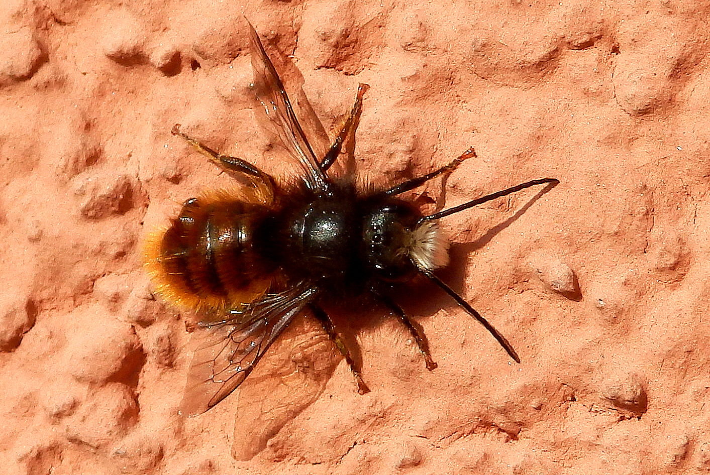 Ist das vielleicht eine junge Hummel?