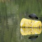 ist das Wasser im Nichtschwimmer doch wärmer....