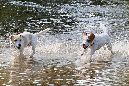 Ist das Wasser nicht toll ?