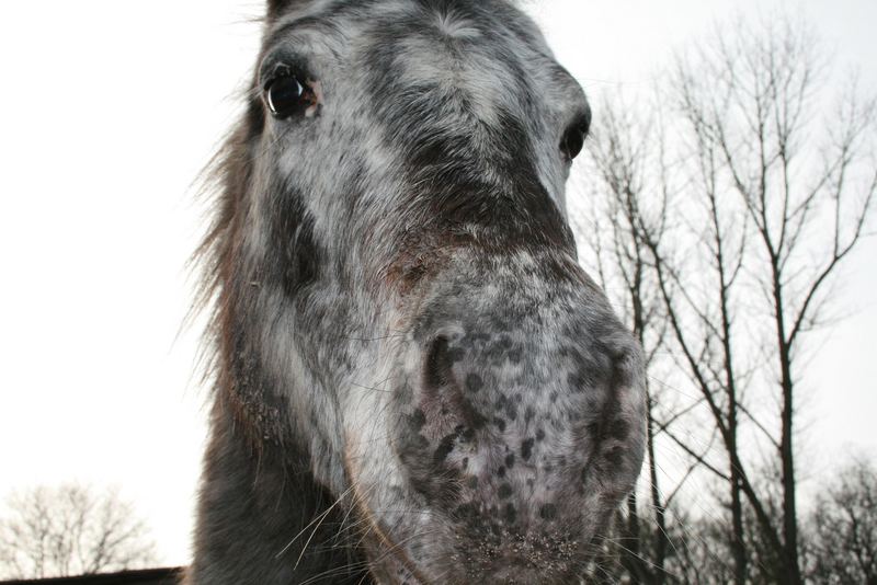 Ist das wirklich ein Pferd ??