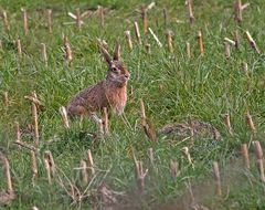 Ist denn bald Ostern?