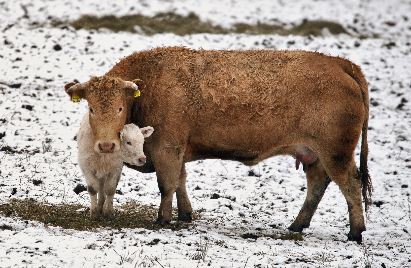 Ist denn immer noch Winter?