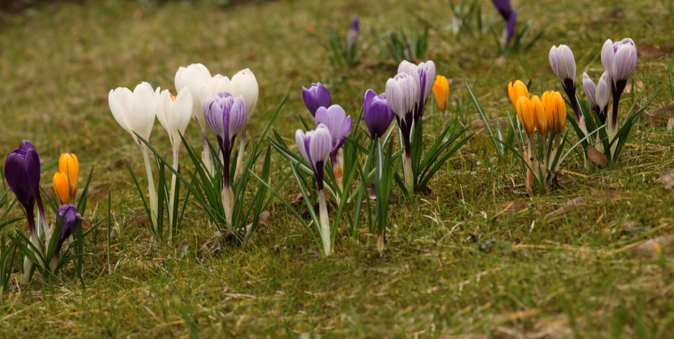 Ist denn schon Frühling