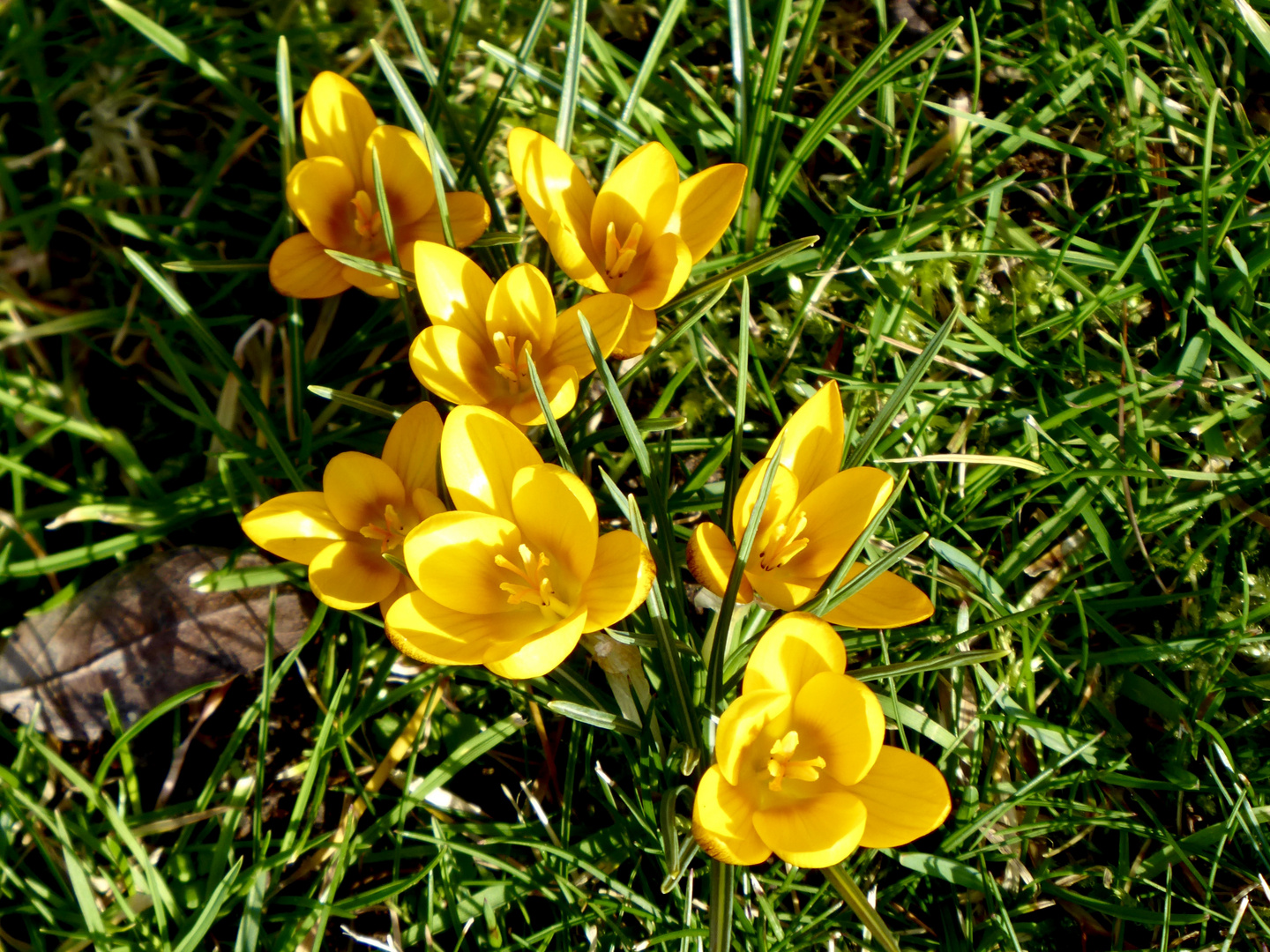 Ist denn schon Frühling ?