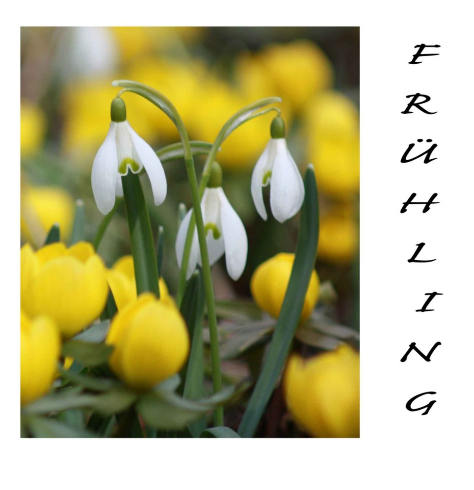 Ist denn schon Frühling?