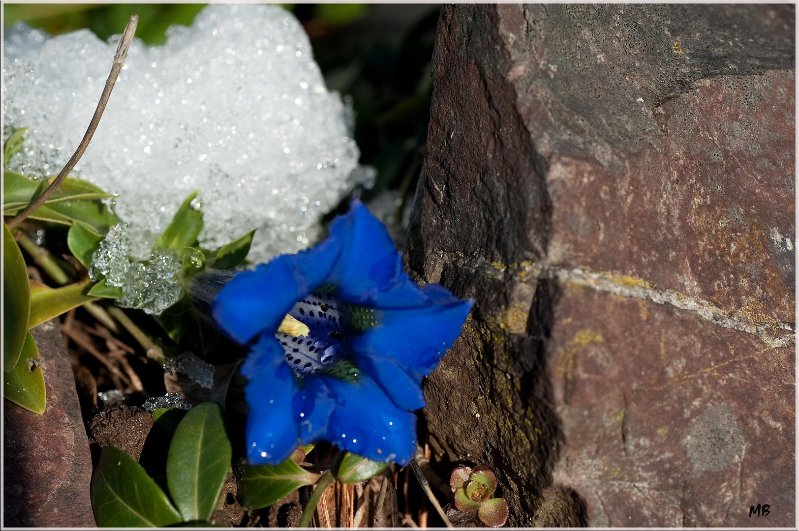 Ist denn schon Frühling????