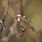 Ist denn schon Frühling?