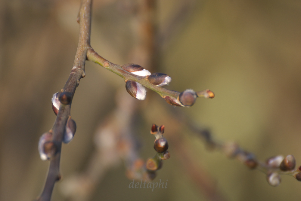 Ist denn schon Frühling?