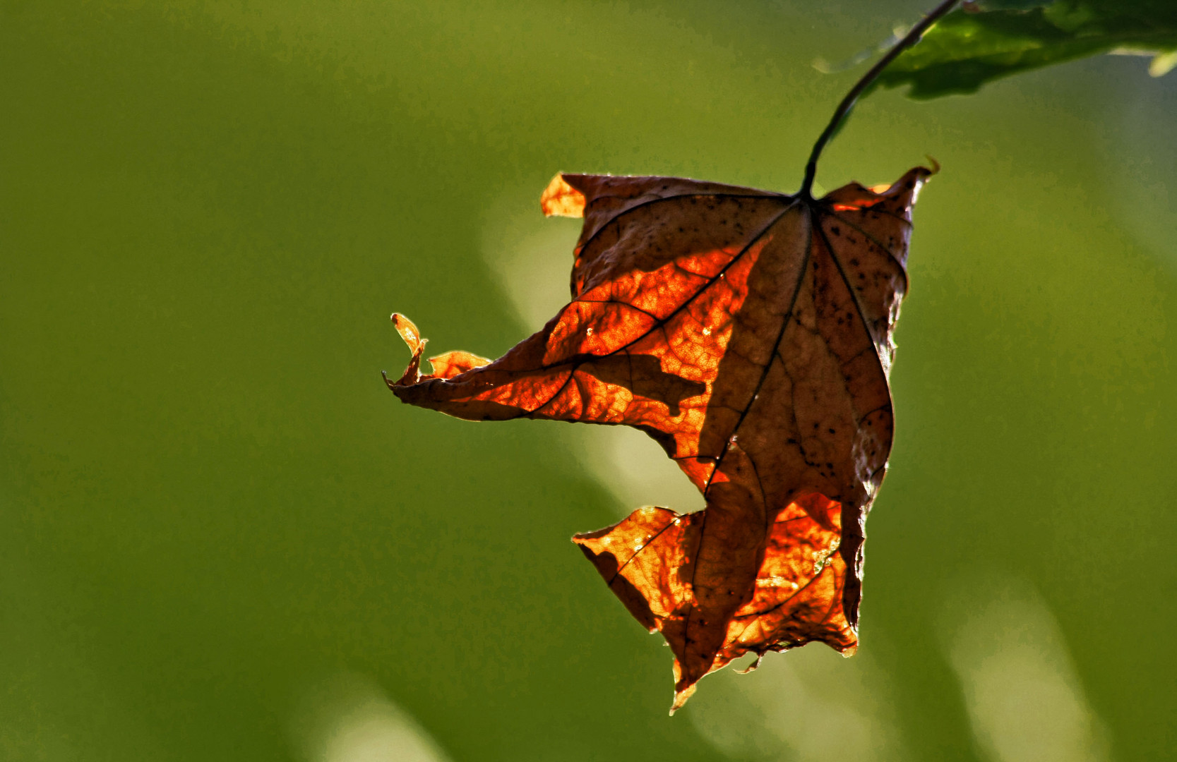 ist denn schon herbst?