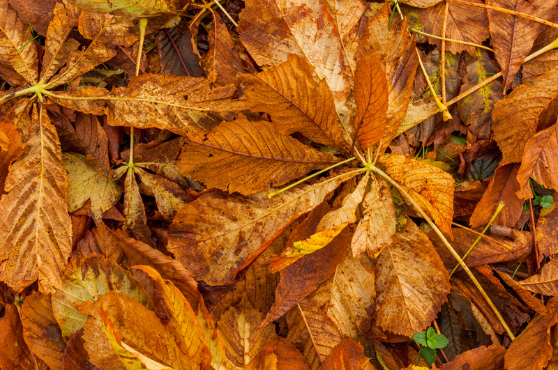 ist denn schon herbst