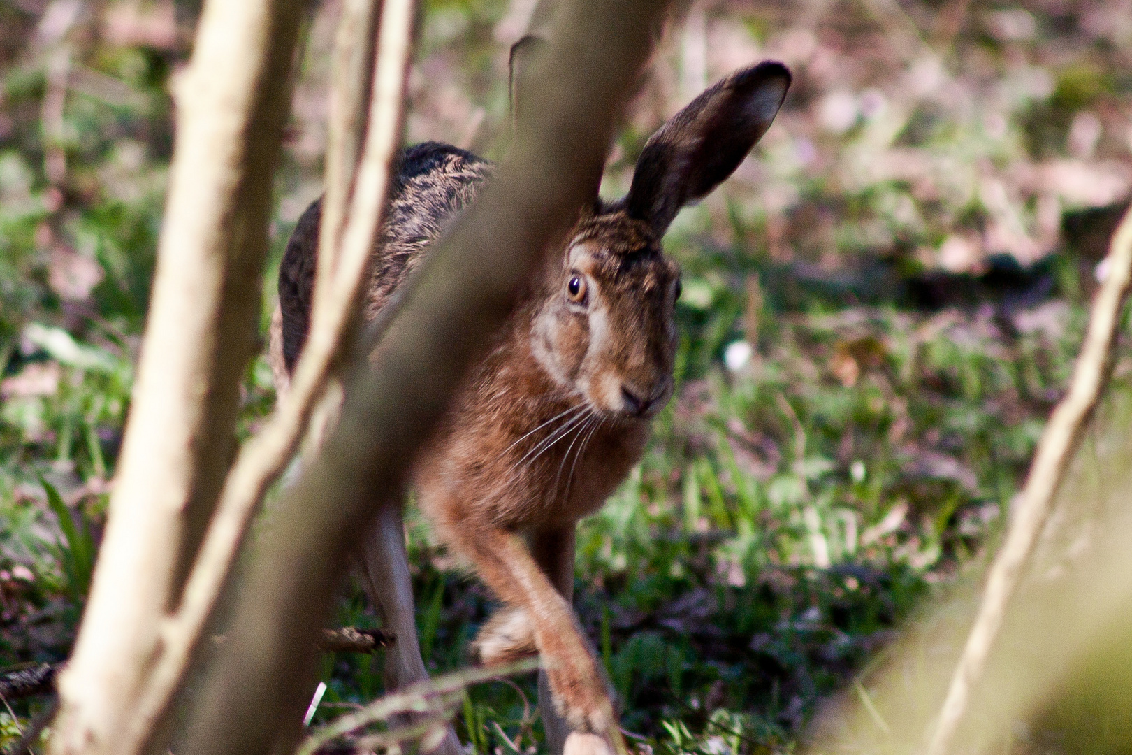 Ist denn schon Ostern