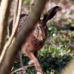 Ist denn schon Ostern