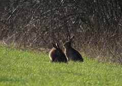 Ist denn schon Ostern?