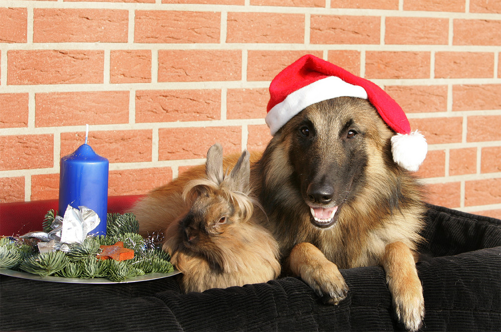 IST DENN SCHON WEIHNACHTEN????????? Foto & Bild tiere