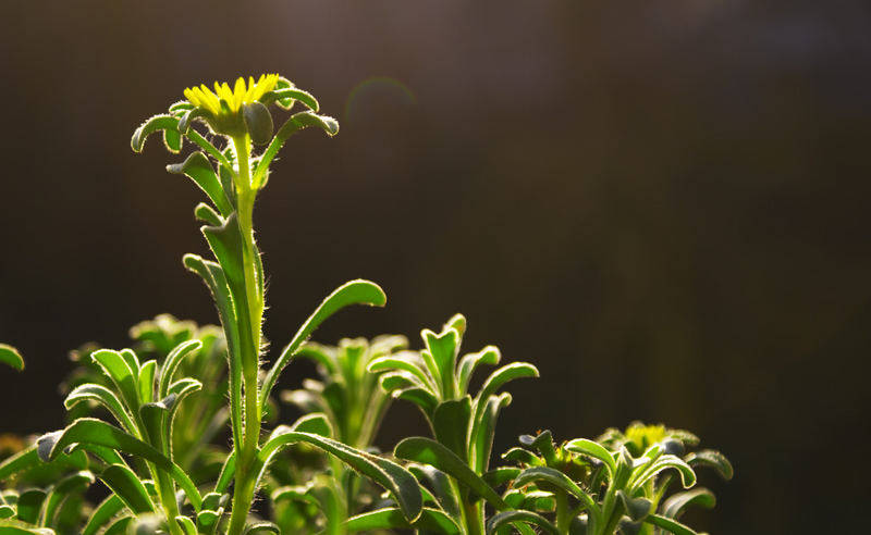 Ist denn schon wieder Frühling?