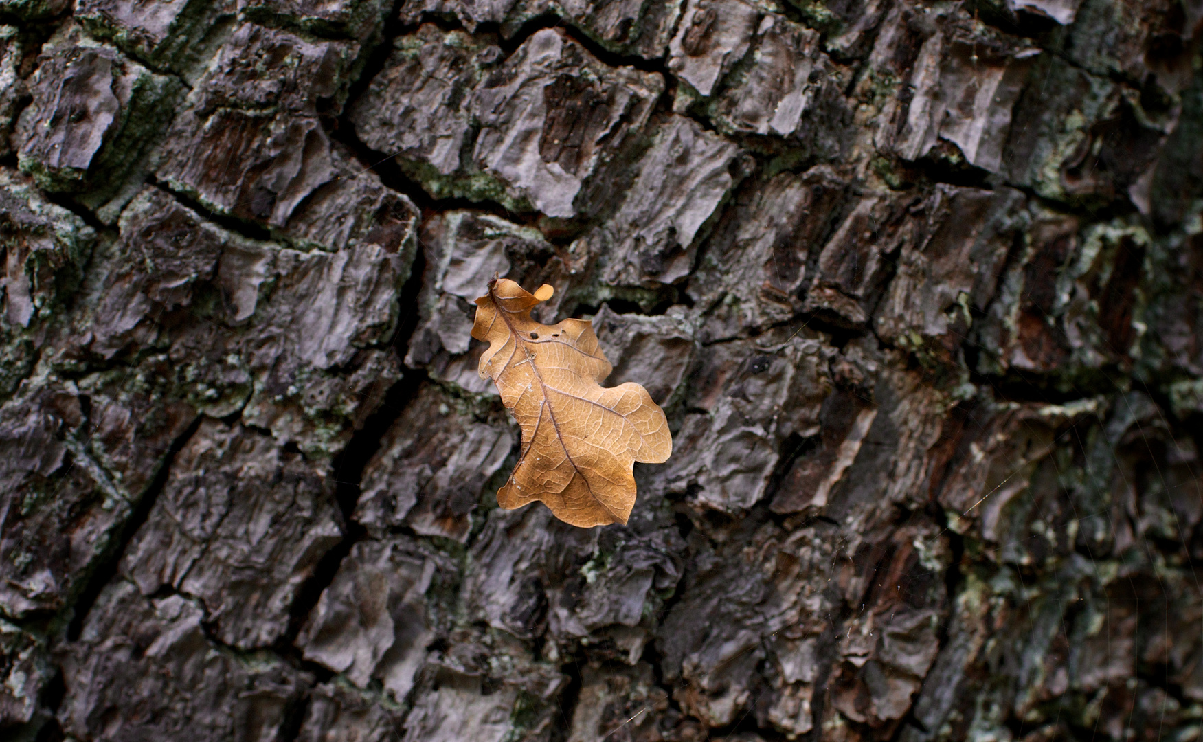 ist denn wirklich schon Herbst...?