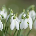 ist der frühling endlich da